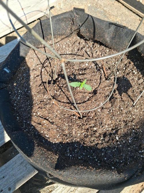 Maine Outdoor 2026 LATE START. Week 2 - 10th planet