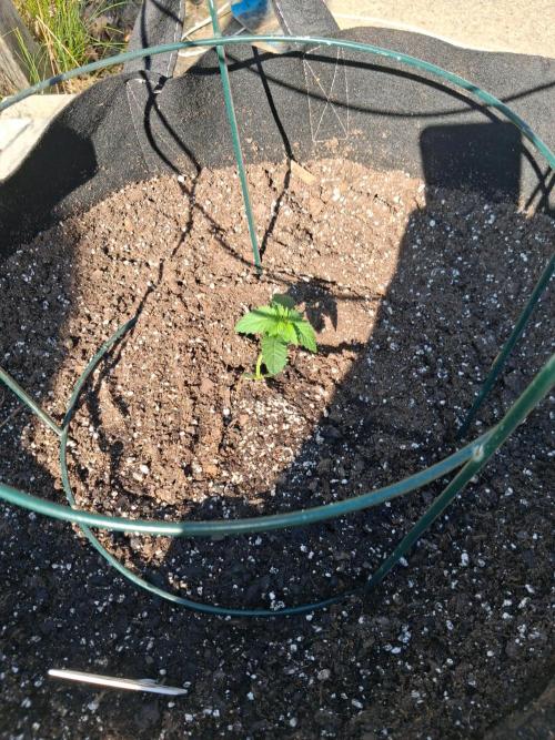 Maine Outdoor 2026 LATE START. Week 2 - Face Fat Auto