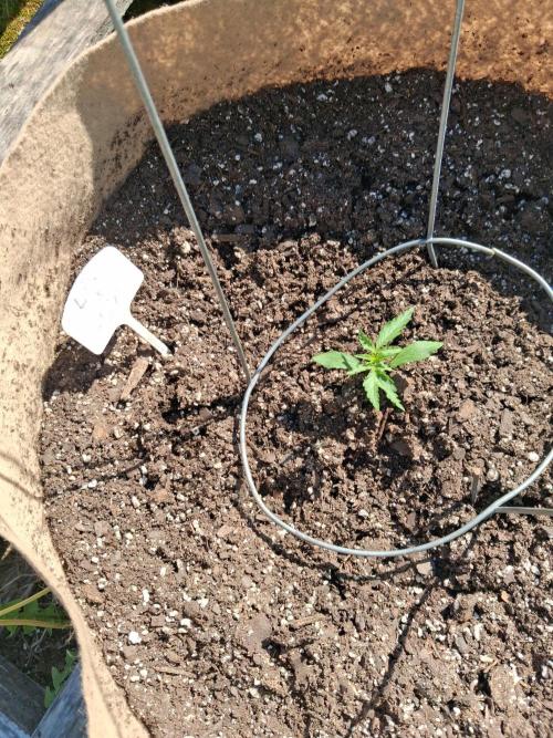 Maine Outdoor 2026 LATE START. Week 2 - Lilac Diesel X Zweet Auto