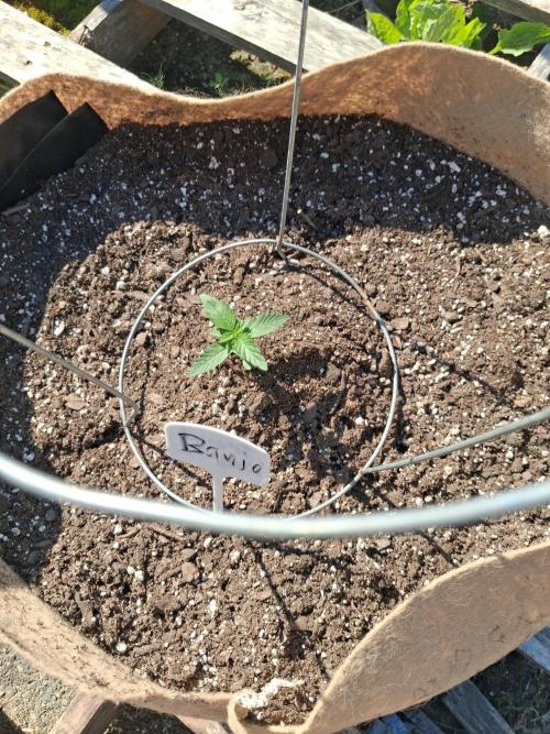 Maine Outdoor 2026 LATE START. Week 2 - Banjo Auto