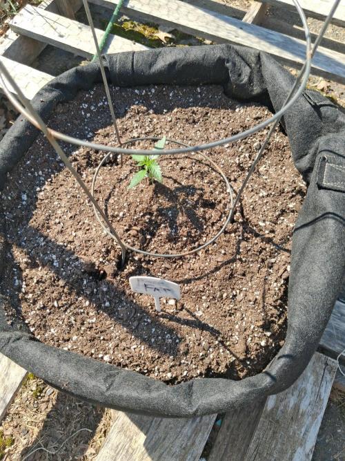 Maine Outdoor 2026 LATE START. Week 2 - Face Fat Auto