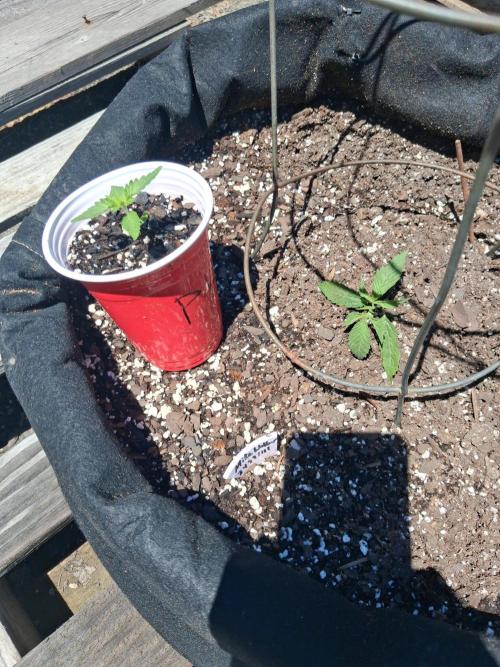 Maine Outdoor 2026 LATE START. Week 2 - To replace or not? Same strain, no stress. 12hrs post trauma