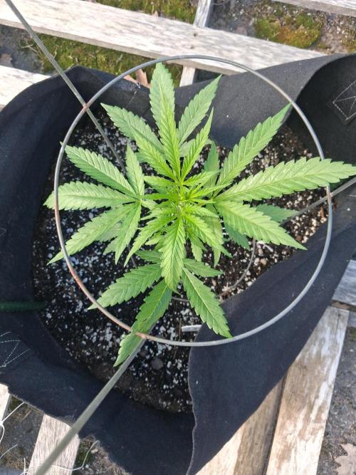 Maine Outdoor 2026 LATE START. Week 4 - Face Fat