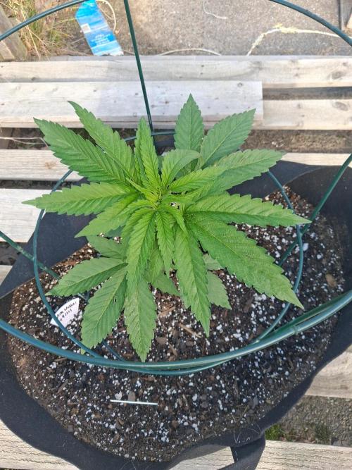 Maine Outdoor 2026 LATE START. Week 4 - Sour Moose