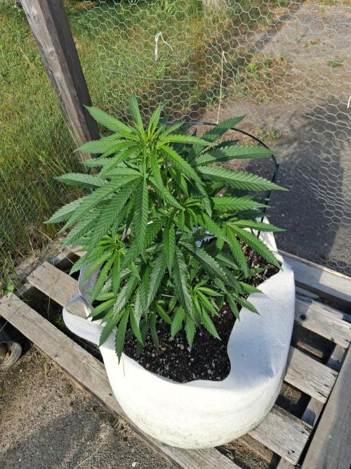 Maine Outdoor 2026 LATE START. Week 4 - Blueberry Muffin