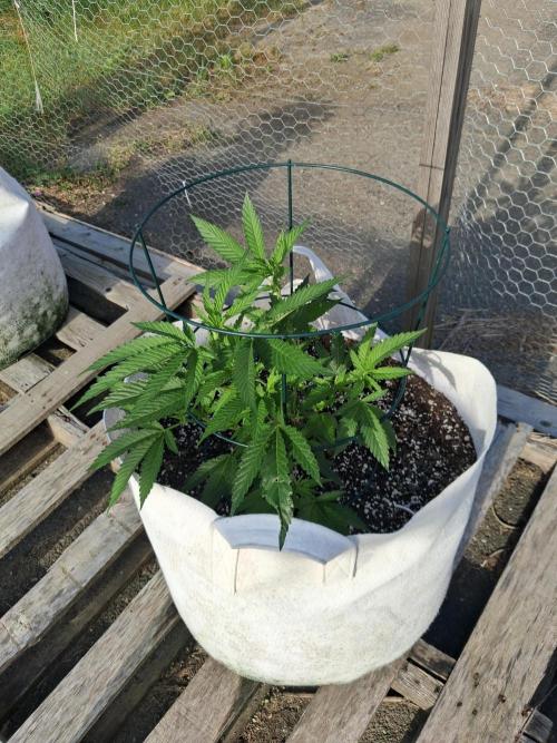 Maine Outdoor 2026 LATE START. Week 4 - Rude girl