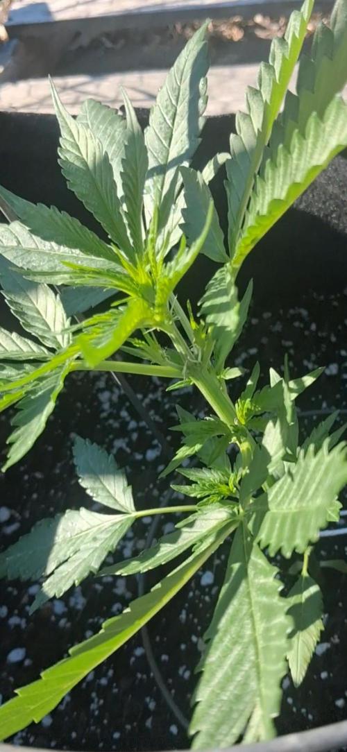 Maine Outdoor 2026 LATE START. Week 4 - Face Fat Pistles