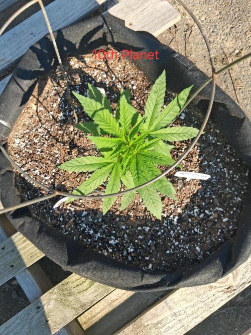 Maine Outdoor 2026 LATE START. Week 5