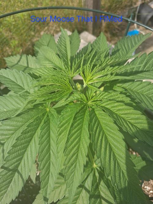 Maine Outdoor 2026 LATE START. Week 5 - Sour Moose I FIMed