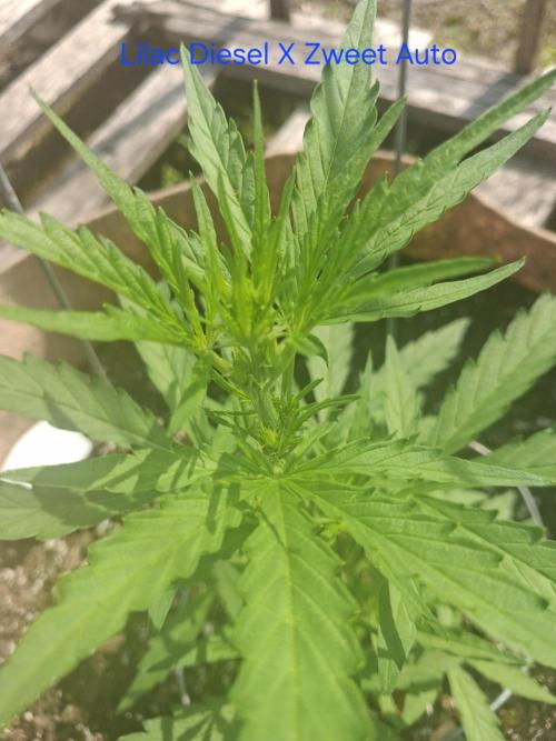 Maine Outdoor 2026 LATE START. Week 5 - Lilac Diesel x Zweet