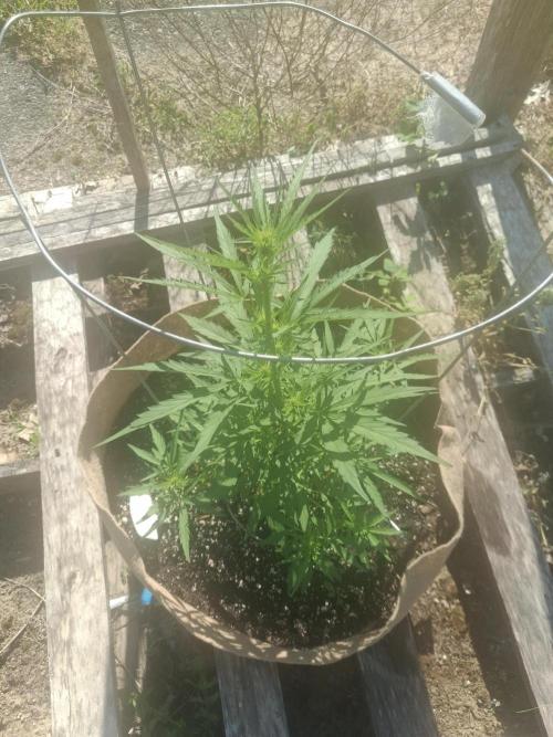 Maine Outdoor 2026 LATE START. Week 6 - Lilac Diesel x Zweet Auto