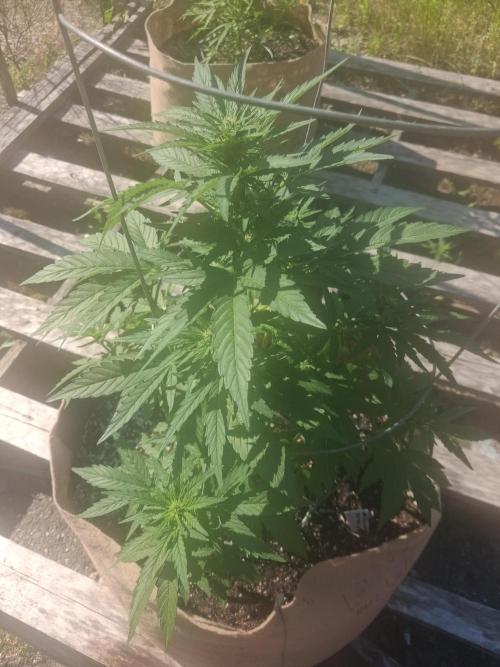 Maine Outdoor 2026 LATE START. Week 6 - Banjo Auto looking fine as hell