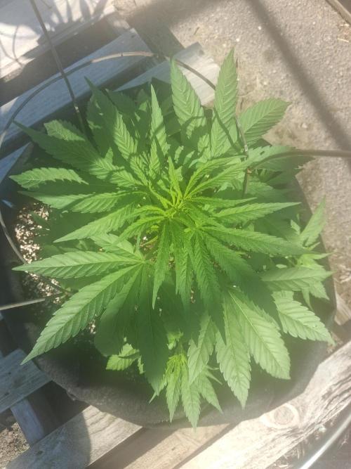 Maine Outdoor 2026 LATE START. Week 6 - 10th Planet