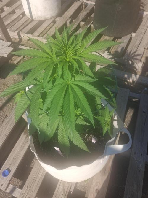 Maine Outdoor 2026 LATE START. Week 6 - Sour Moose