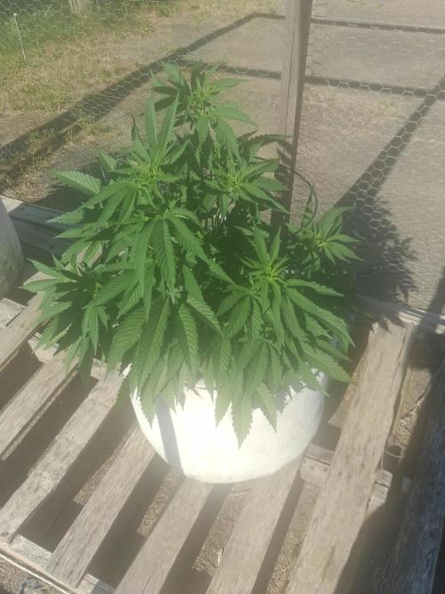 Maine Outdoor 2026 LATE START. Week 6 - Rude Girl Clone