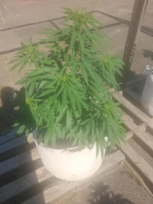 Maine Outdoor 2026 LATE START. Week 6 - Blueberry Muffin Clone