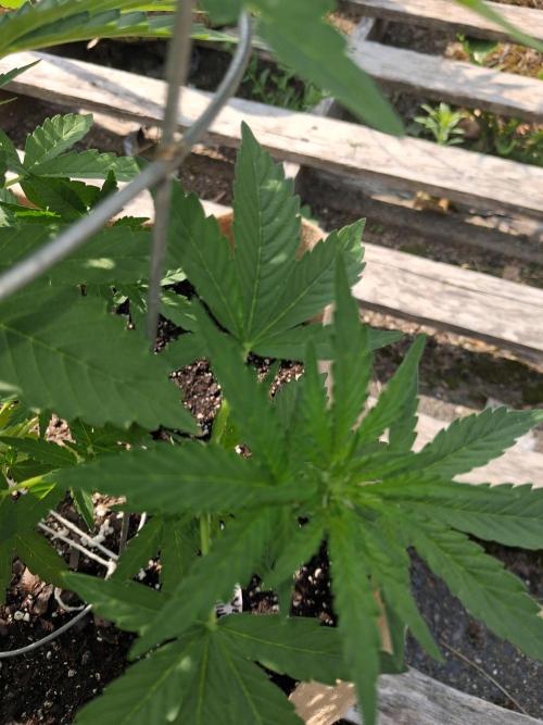 Maine Outdoor 2026 LATE START. Week 6 - 10th planet after 2nd app of plant doctor