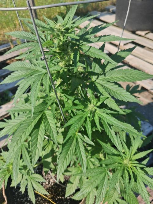 Maine Outdoor 2026 LATE START. Week 6 - Banjo Auto