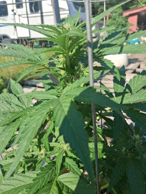 Maine Outdoor 2026 LATE START. Week 6 - Banjo Auto