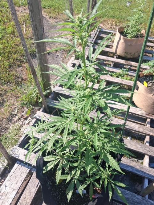 Maine Outdoor 2026 LATE START. Week 6 - Face fat