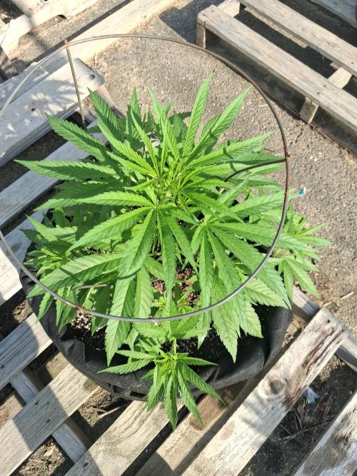 Maine Outdoor 2026 LATE START. Week 6 - 10th planet