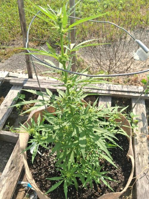 Maine Outdoor 2026 LATE START. Week 6 - lilac diesel x Zweet auto