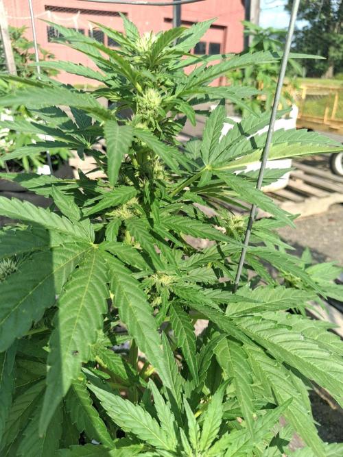 Maine Outdoor 2026 LATE START. Week 6 - Banjo Auto