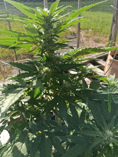 Maine Outdoor 2026 LATE START. Week 6 - Banjo Auto