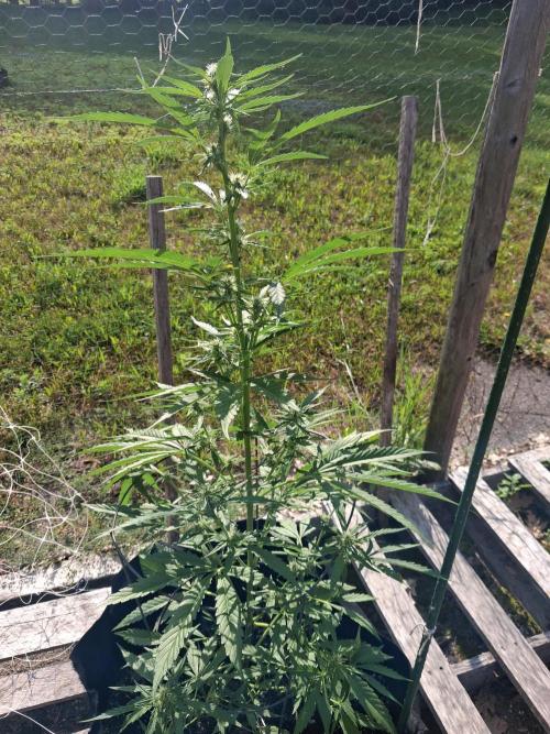 Maine Outdoor 2026 LATE START. Week 6 - Face Fat Auto