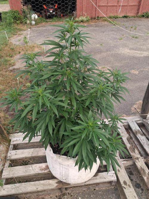 Maine Outdoor 2026 LATE START. Week 7 - Blueberry Muffin 