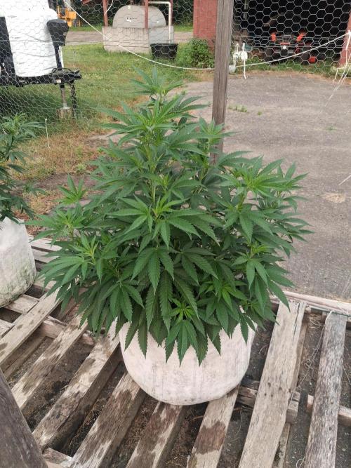 Maine Outdoor 2026 LATE START. Week 7 - Rude Girl