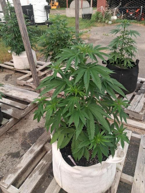 Maine Outdoor 2026 LATE START. Week 7 - Sour moose