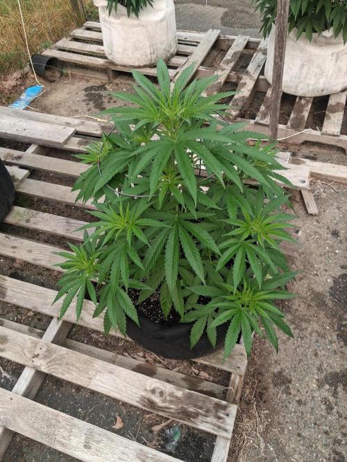 Maine Outdoor 2026 LATE START. Week 7 - 10th Planet