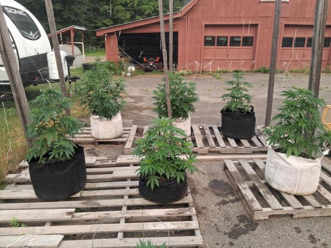 Maine Outdoor 2026 LATE START. Week 7