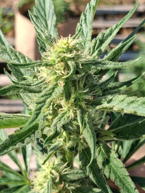 Maine Outdoor 2026 LATE START. Week 7 - face fat flower