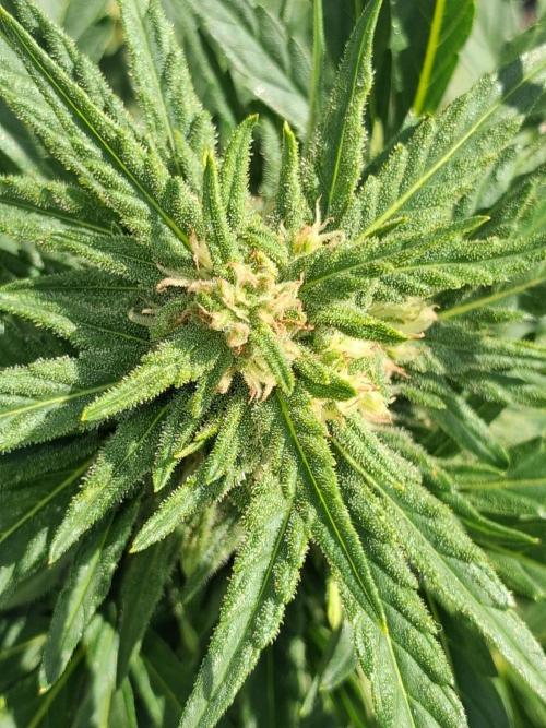 Maine Outdoor 2026 LATE START. Week 7 - banjo flower