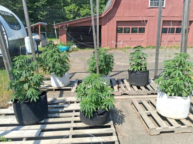 Maine Outdoor 2026 LATE START. Week 7