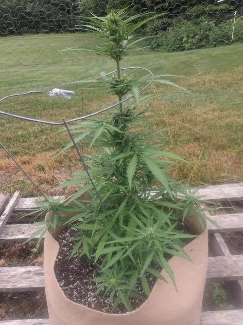 Maine Outdoor 2026 LATE START. Week 7 - little lilac diesel x zweet