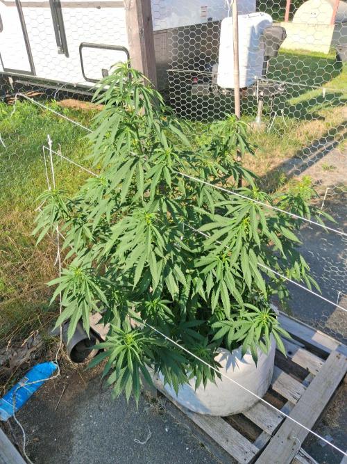 Maine Outdoor 2026 LATE START. Week 8 - Blue Berry Muffin
