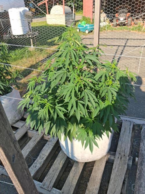 Maine Outdoor 2026 LATE START. Week 8 - Rude Girl