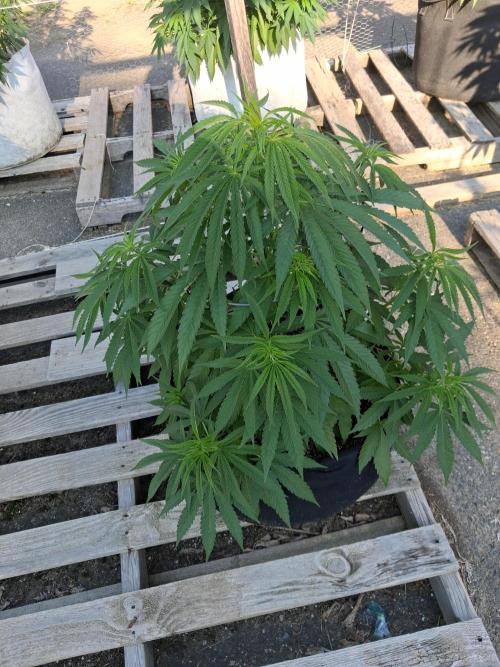 Maine Outdoor 2026 LATE START. Week 8 - 10th planet