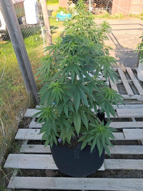 Maine Outdoor 2026 LATE START. Week 8 - Sour Moose