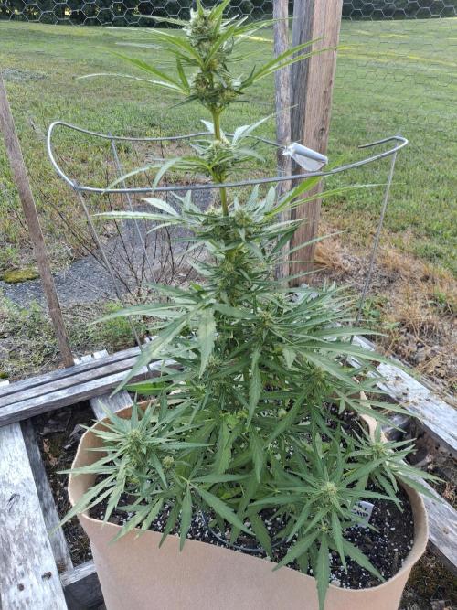 Maine Outdoor 2026 LATE START. Week 8 - Lilac Deisel x Zweet