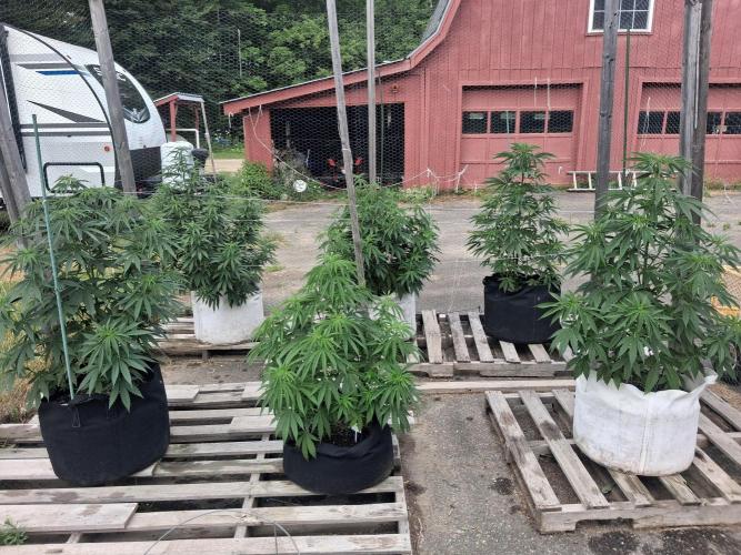 Maine Outdoor 2026 LATE START. Week 10