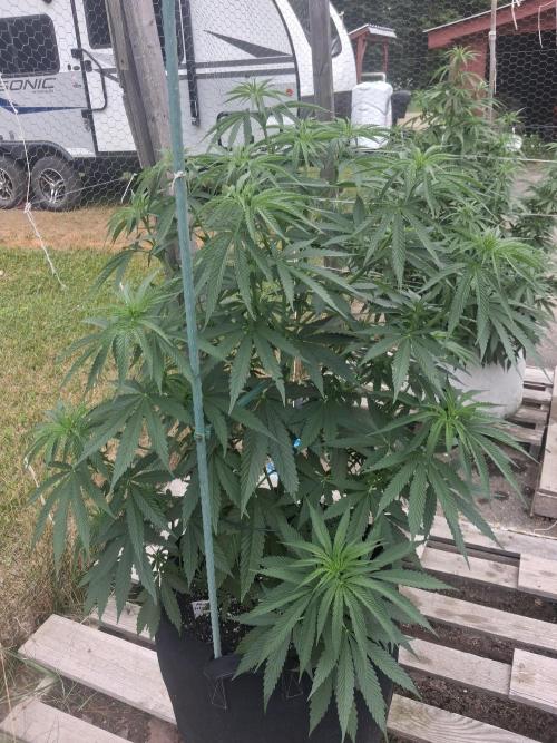 Maine Outdoor 2026 LATE START. Week 10 - Sour Moose