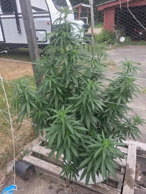 Maine Outdoor 2026 LATE START. Week 10 - Blueberry Muffin