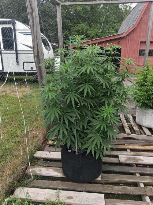 Maine Outdoor 2026 LATE START. Week 15