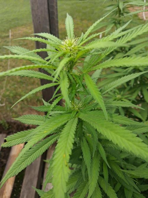 Maine Outdoor 2026 LATE START. Week 15 - Blueberry Muffin in the lead so far