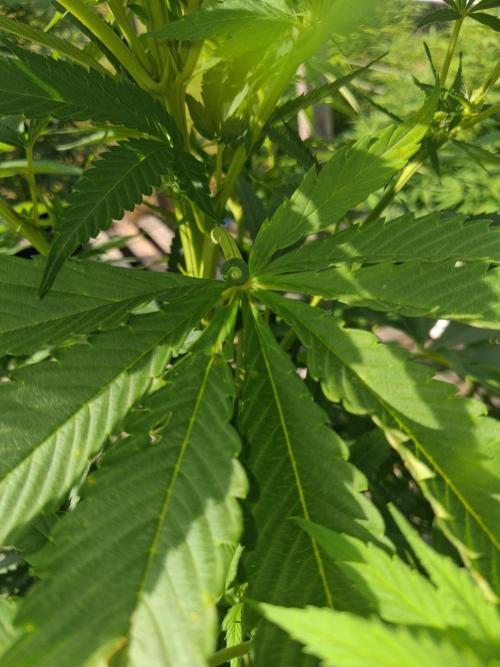 Maine Outdoor 2026 LATE START. Week 16 - Weird leaf I noticed. 