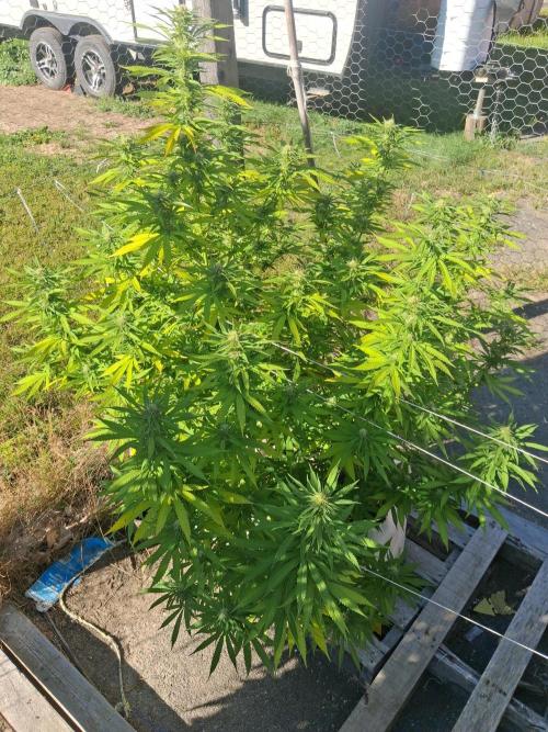 Maine Outdoor 2026 LATE START. Week 17 - Blueberry Muffin